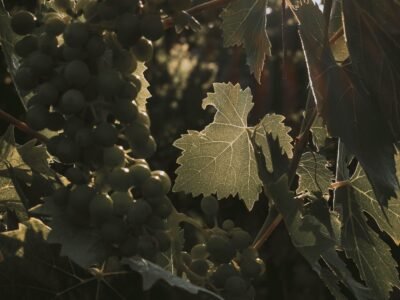 a tree with green leaves
